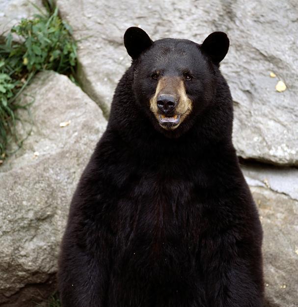 Click to Enlarge

Name: Bear(1).jpg
Size: 290 KB
