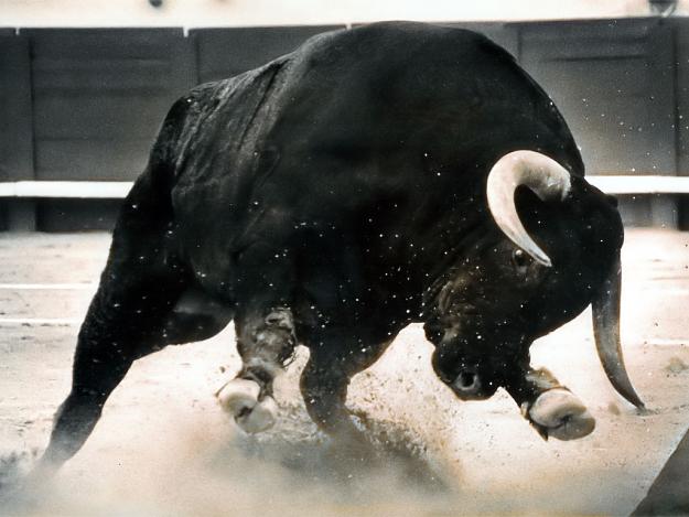 Click to Enlarge

Name: dangerous-black-bull.jpg
Size: 116 KB