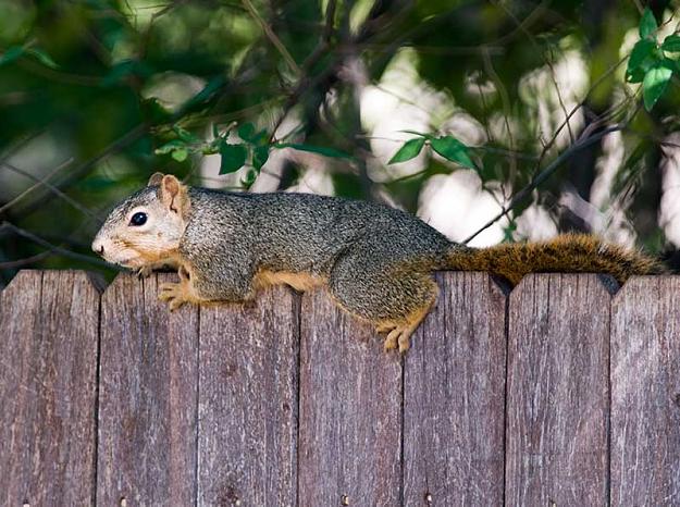Click to Enlarge

Name: on-the-fence.jpg
Size: 75 KB