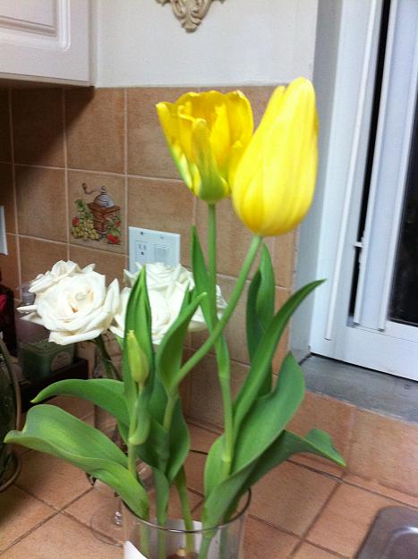 Click to Enlarge

Name: tulipan.JPG
Size: 2.0 MB