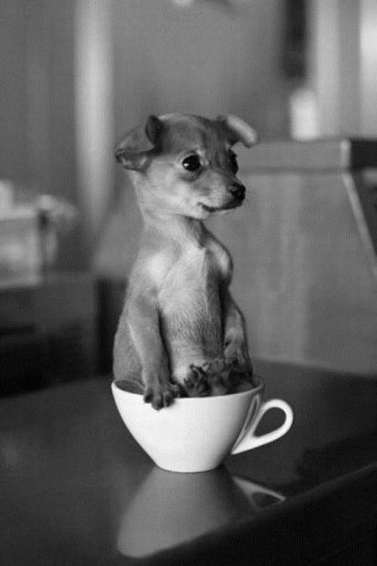 Click to Enlarge

Name: Tea_Cup_Pup.jpg
Size: 95 KB