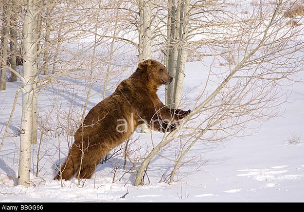 Click to Enlarge

Name: grizzly-bear-pushing-over-young-aspen-tree-in-snow-BBGG96.jpg
Size: 121 KB