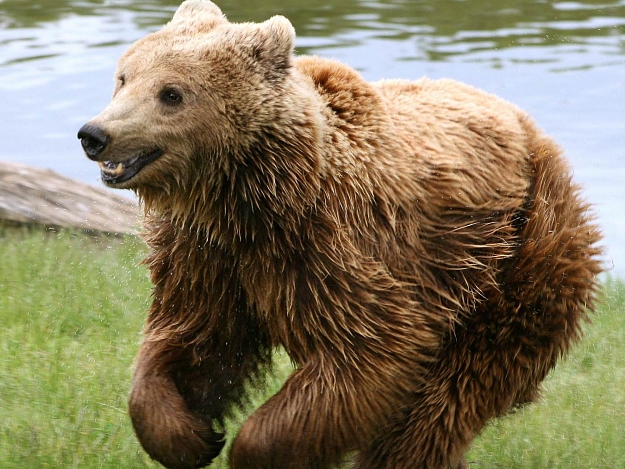 Click to Enlarge

Name: brown-bear-21.jpg
Size: 240 KB