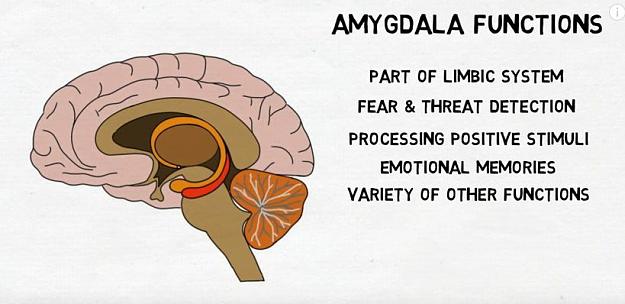 Click to Enlarge

Name: AMYDALA.jpg
Size: 50 KB