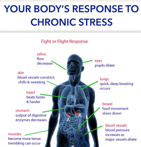 Click to Enlarge

Name: stress response master.jpg
Size: 74 KB