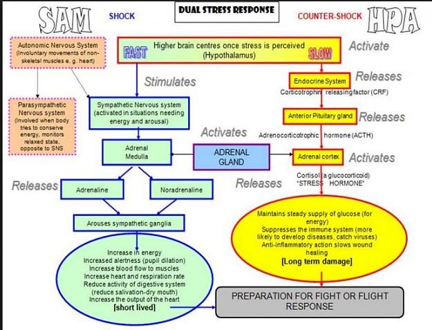 Click to Enlarge

Name: stress response.jpg
Size: 72 KB