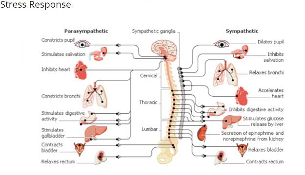 Click to Enlarge

Name: stress response1.jpg
Size: 66 KB