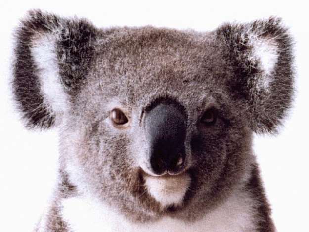 Click to Enlarge

Name: koala-full.jpg
Size: 49 KB