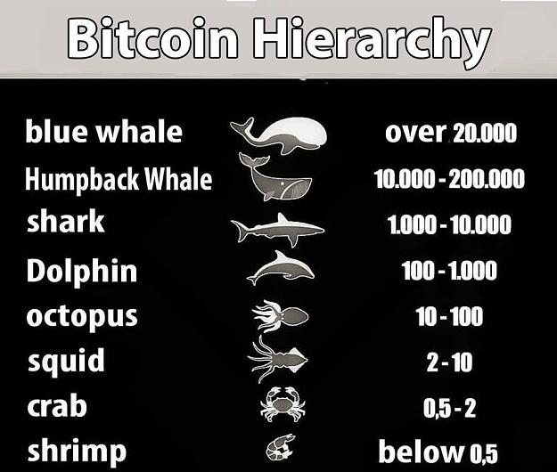 Click to Enlarge

Name: whale, squid, shark bitcoin.jpg
Size: 104 KB