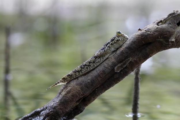 Click to Enlarge

Name: climbing fish.jpg
Size: 42 KB