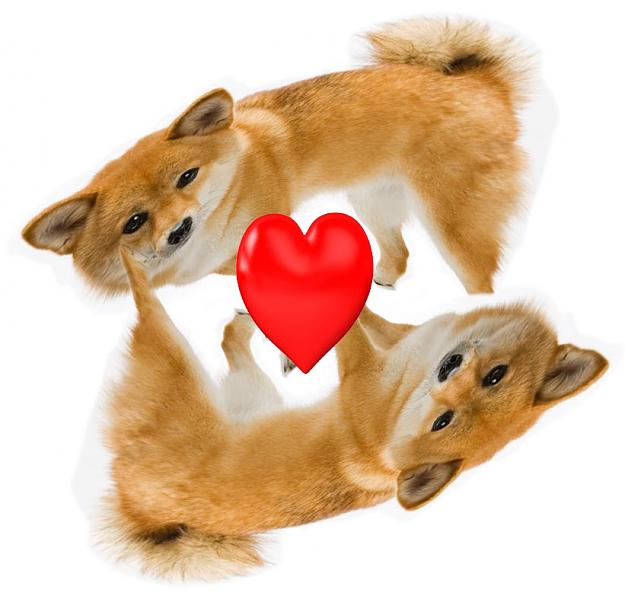 Click to Enlarge

Name: doge-69.jpg
Size: 63 KB