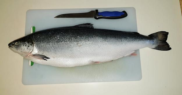 Click to Enlarge

Name: Norwegian Salmon Mar15.jpeg
Size: 116 KB