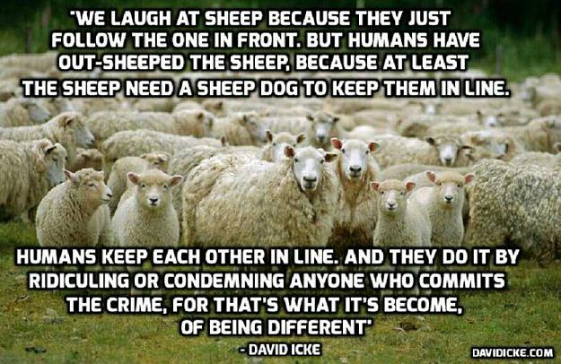 Click to Enlarge

Name: sheeple gooo.jpg
Size: 82 KB