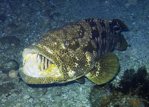 Click to Enlarge

Name: grouper1.jpg
Size: 510 KB
