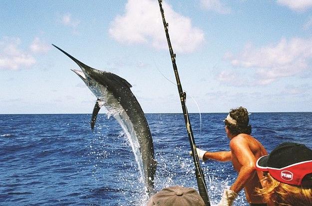 Click to Enlarge

Name: swardfish.jpg
Size: 72 KB