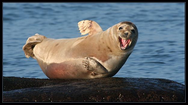 Click to Enlarge

Name: hallo-hier-bin-ich-f6bc373d-d616-4325-98f5-9211564faab3.jpg
Size: 127 KB