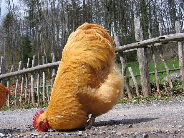 Click to Enlarge

Name: huhn-09350102-e9d3-4d17-9ea5-f3f2d34e37fa.jpg
Size: 140 KB