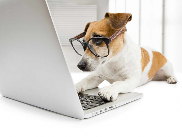 Click to Enlarge

Name: smart dog on pc.png
Size: 243 KB