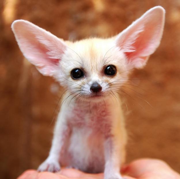 Click to Enlarge

Name: fennec fox.jpeg
Size: 101 KB