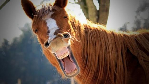 Click to Enlarge

Name: laugh.jpg
Size: 28 KB