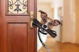 Click to Enlarge

Name: dogwalk.jpeg
Size: 7 KB
