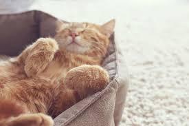 Click to Enlarge

Name: Cat.jpeg
Size: 6 KB