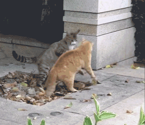 Click to Enlarge

Name: giphy.gif
Size: 3.7 MB