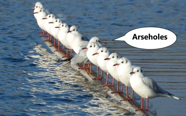 Click to Enlarge

Name: arseholegulls.jpg
Size: 269 KB