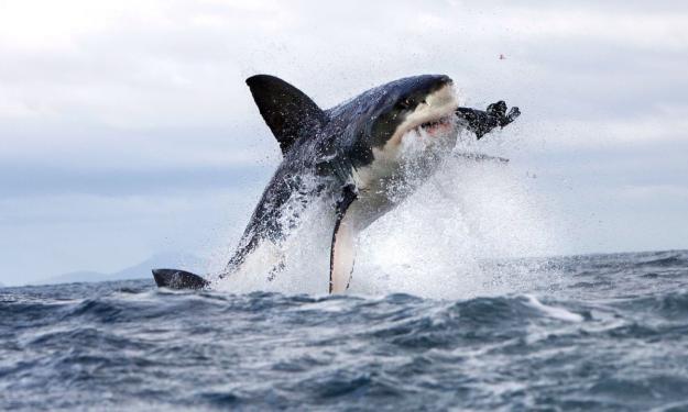 Click to Enlarge

Name: shark%20attack.jpg
Size: 111 KB