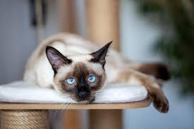 Click to Enlarge

Name: cat.jpeg
Size: 6 KB