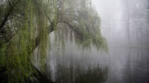 Click to Enlarge

Name: Nebel.jpeg
Size: 6 KB