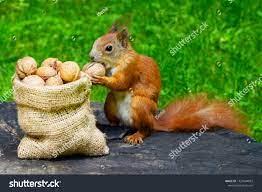 Click to Enlarge

Name: nuts.jpeg
Size: 10 KB