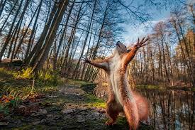 Click to Enlarge

Name: squirrel.jpeg
Size: 15 KB