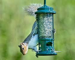 Click to Enlarge

Name: squirrel.jpeg
Size: 7 KB