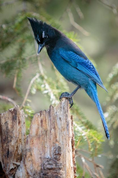 Click to Enlarge

Name: apa_2016-a1_1964_3_stellers-jay_doug_kliewer_kk_adult-rockies-form.jpg
Size: 741 KB