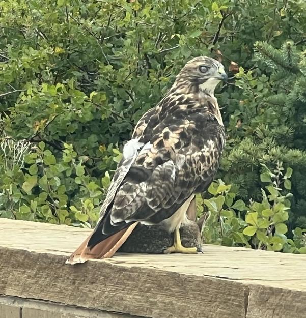 Click to Enlarge

Name: red_tailed_hawk_with_rabbit.jpg
Size: 358 KB