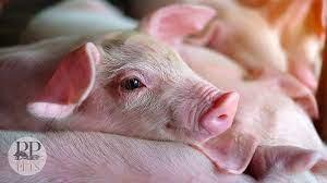 Click to Enlarge

Name: pigsear.jpeg
Size: 7 KB