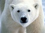 Click to Enlarge

Name: polar-bear.jpg
Size: 7 KB
