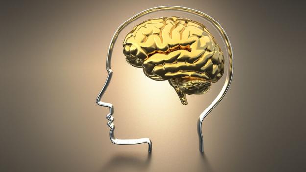 Click to Enlarge

Name: brains.jpg
Size: 80 KB
