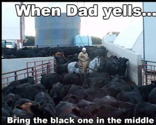 Click to Enlarge

Name: cattle.jpg
Size: 94 KB