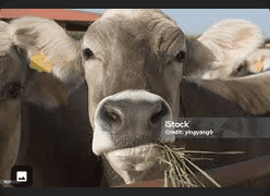 Click to Enlarge

Name: Screenshot 2024-10-29 at 19-34-39 cow munching - Google Search.png
Size: 29 KB