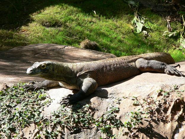 Click to Enlarge

Name: 800px-Varanus_komodoensis1.jpg
Size: 211 KB