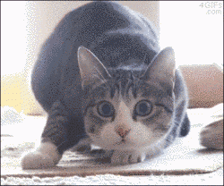 Click to Enlarge

Name: giphy.gif
Size: 767 KB
