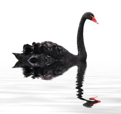 Click to Enlarge

Name: Blackswan.jpg
Size: 31 KB