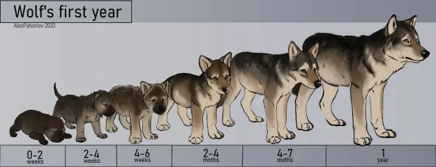 Click to Enlarge

Name: wolf_s_first_year__complete__by_alexpahomov_deajgz5-pre.jpg
Size: 50 KB
