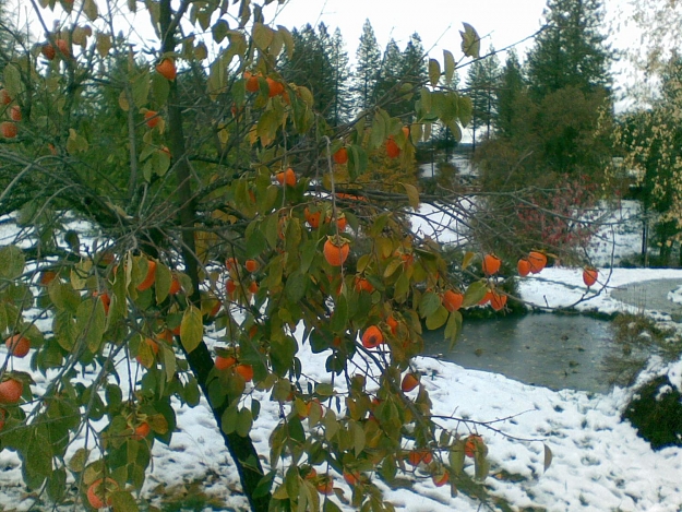 Click to Enlarge

Name: Persimmons in the snow.jpg
Size: 261 KB