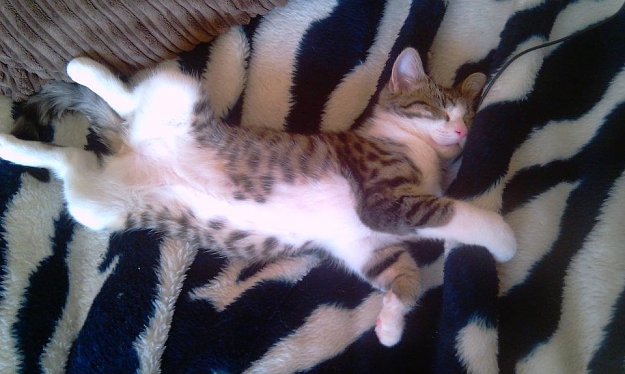 Click to Enlarge

Name: cat chill.jpg
Size: 72 KB